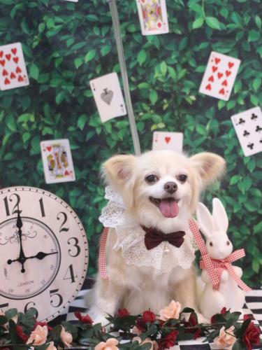 20250413チャッピーちゃん